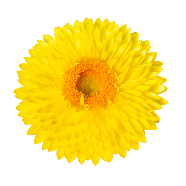 Granvia® Gold | The crispy touch of Xerochrysum